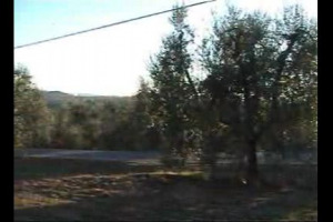 Quando l&rsquo;ulivo abbraccia la vite ... L&rsquo;Universit&agrave; di Siena e l&rsquo;azienda Dievole riscoprono la cultura monastica in una straordinaria opera di archeologia agricola